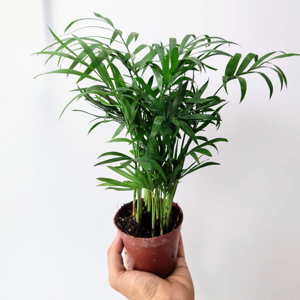 Combo các sản phẩm chậu trồng cây, sỏi, phụ kiện do khách chọn