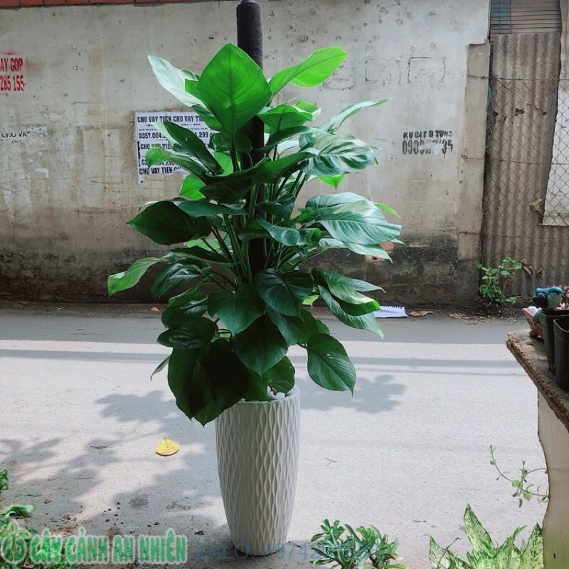 Chậu Cây Trầu Bà Leo