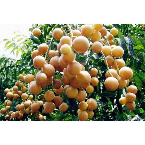 CÂY GIỐNG QUẤT HỒNG BÌ