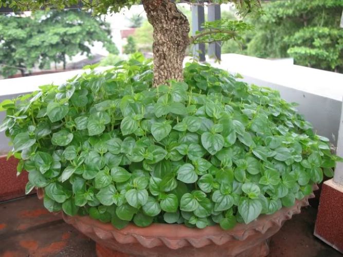 Bộ 2 Gói Hạt Giống Rau Càng Cua  Giòn Ngọt