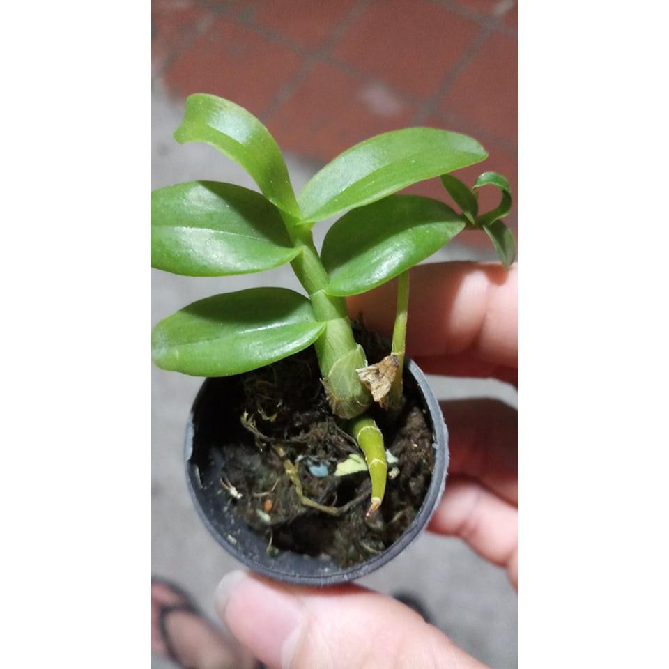 Lan phi điệp 5 cánh trắng cây cực đẹp