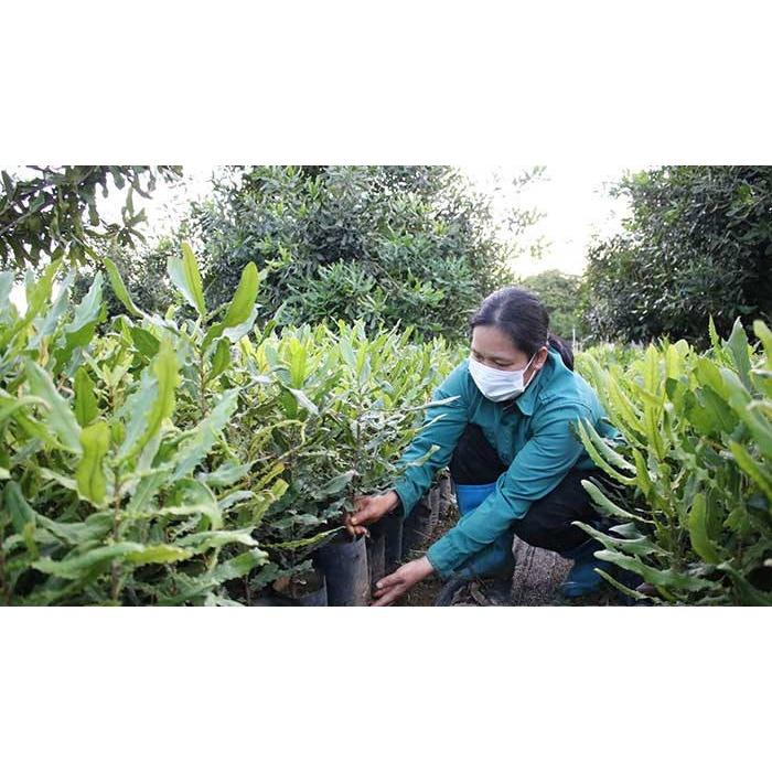 Cây macca giống ,Cây mắc ca giống