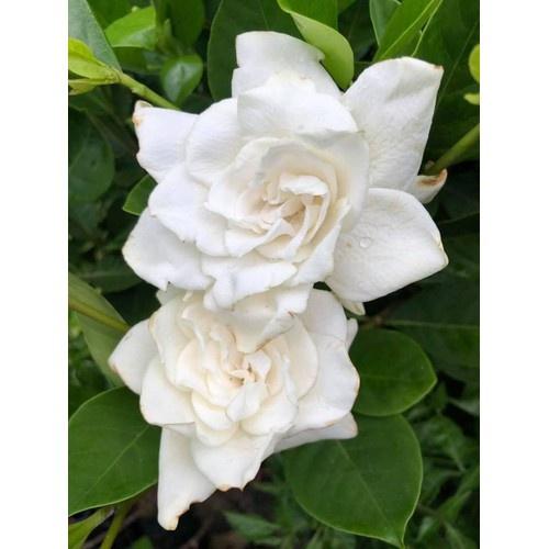 CÂY BẠCH THIÊN HƯƠNG SIZE LỚN