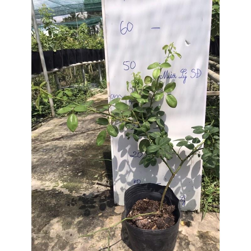 Hoa hồng ngoại Angela- chậu to cây trưởng thành