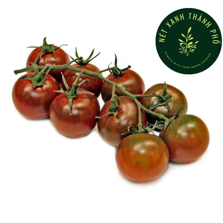 Hạt giống Cà Chua Cherry đen, Cà Chua Cherry Socola
