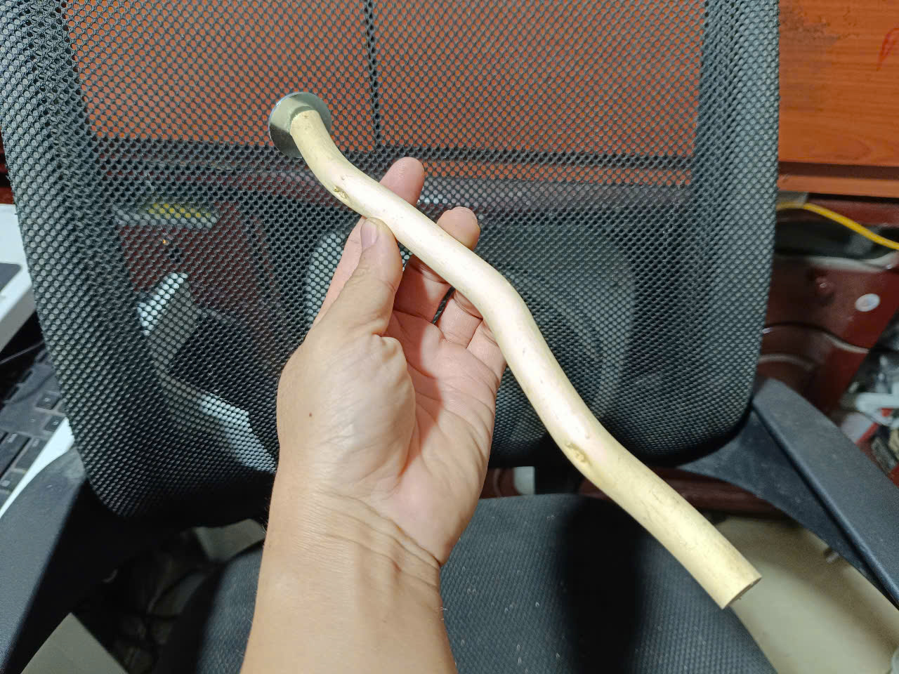 1 CÂY ĐẬU LŨA DÙNG CHO CÁC DÒNG CHIM, VẸT ĐẬU NHƯ COCKATEIL, LB, YẾN PHỤNG, YẾN HÓT, CHIM SẺ, MANH MANH, SẮC NHẬT