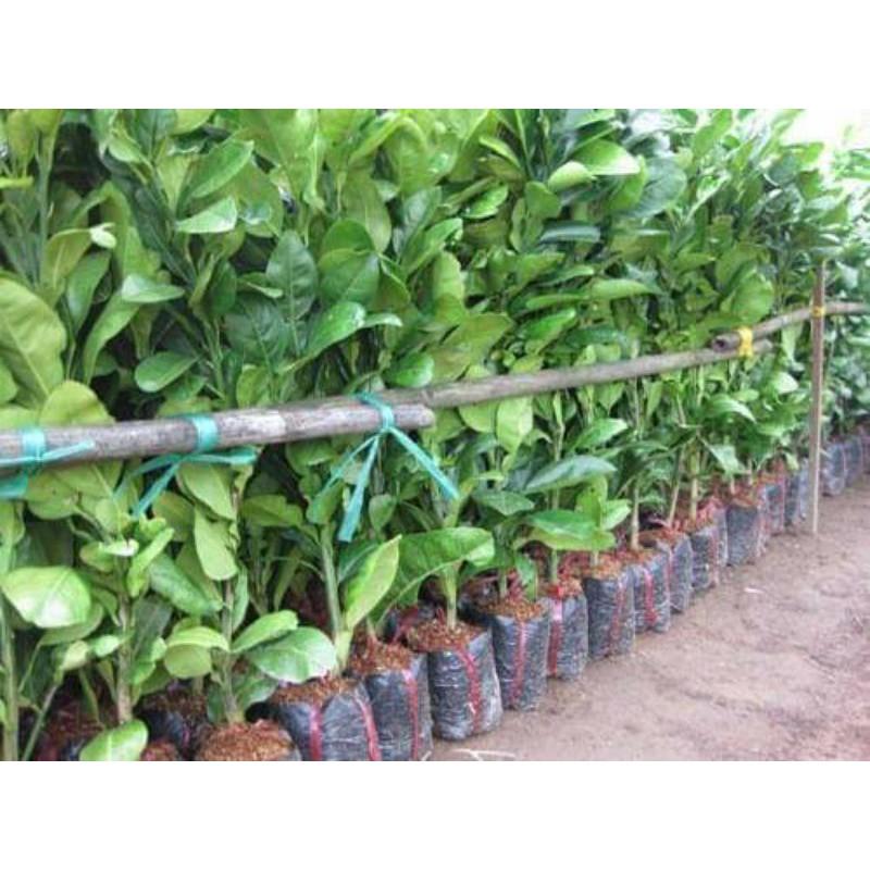 Cây giống bưởi da xanh ghép