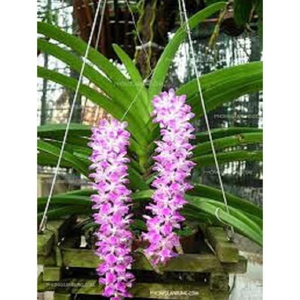 Sản Phẩm Hoa lan giáng hương sóc lào