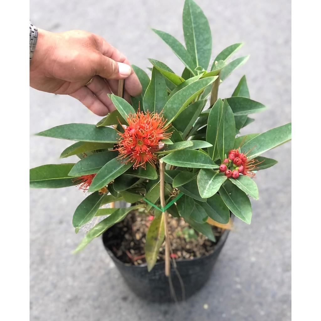 Cây Mai Thái hoa màu đỏ
