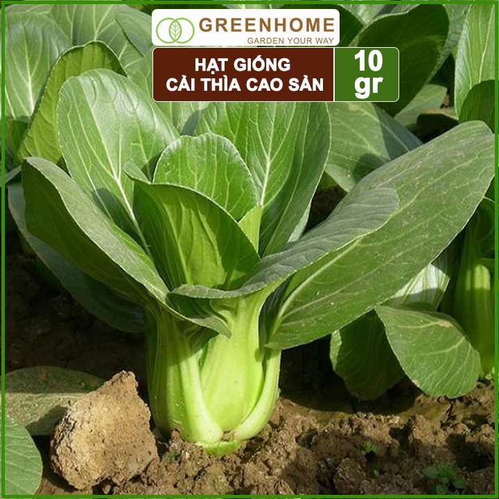 Hạt giống rau Cải thìa cao sản, gói 10gr, nẩy mầm khỏe năng suất cao R08 |Greenhome