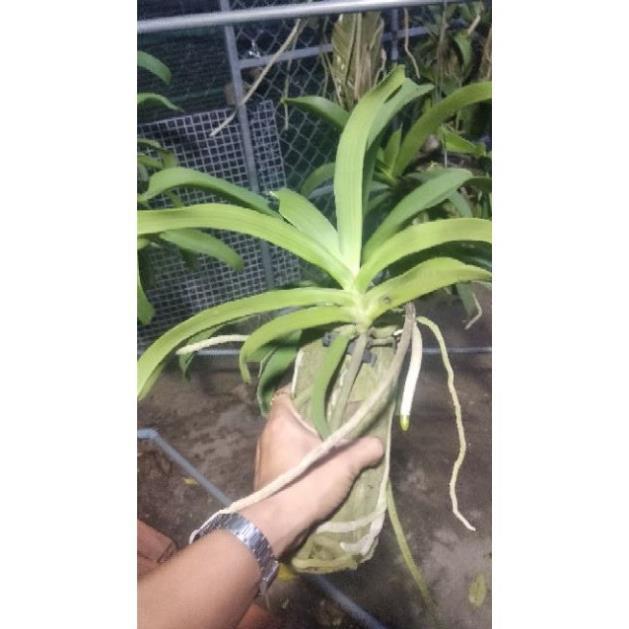 Sản Phẩm Hoa Lan Ngọc Điểm Rừng