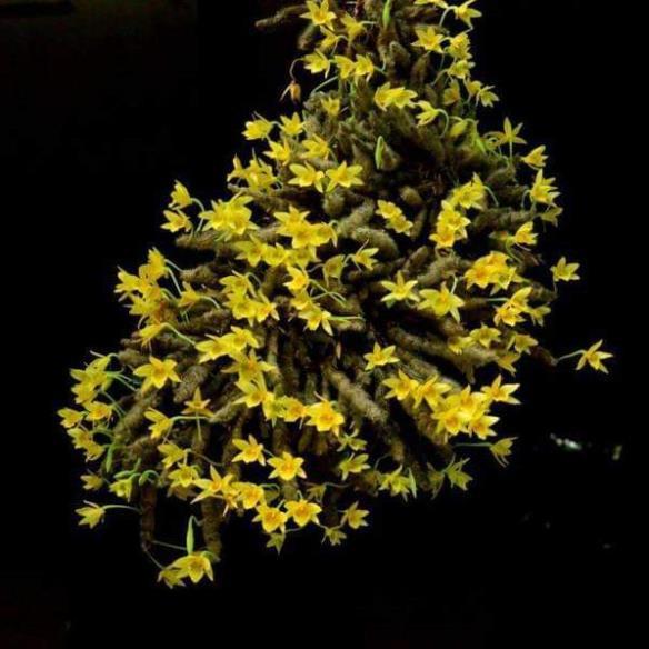 5 Cây Giống hoa lan