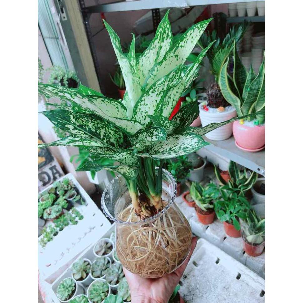 Chậu ngọc ngân thuỷ sinh Bán Chạy