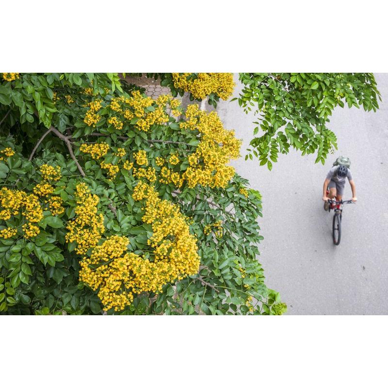 CÂY GIỐNG CÂY GIÁNG HƯƠNG CAO 1M NHƯ HÌNH ()