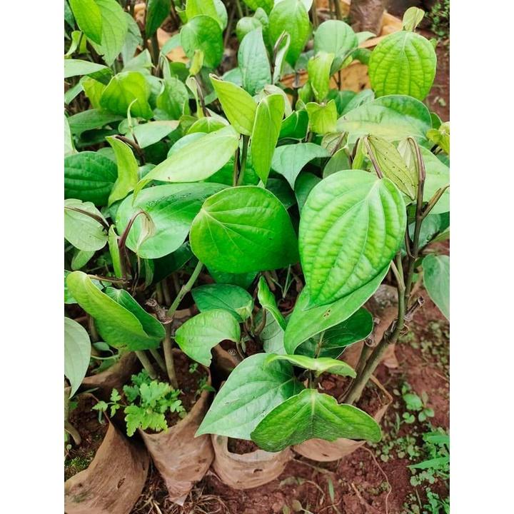 Giống Tiêu Srilanka Giống Hồ Tiêu Năng Suất Cao Nhất