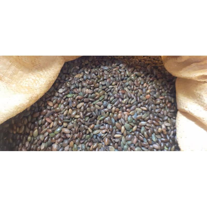 500 gram hạt giống bồ kết