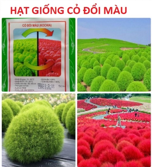 Hạt Giống Cỏ Đổi Màu - Siêu Nảy Mầm 4 Mùa