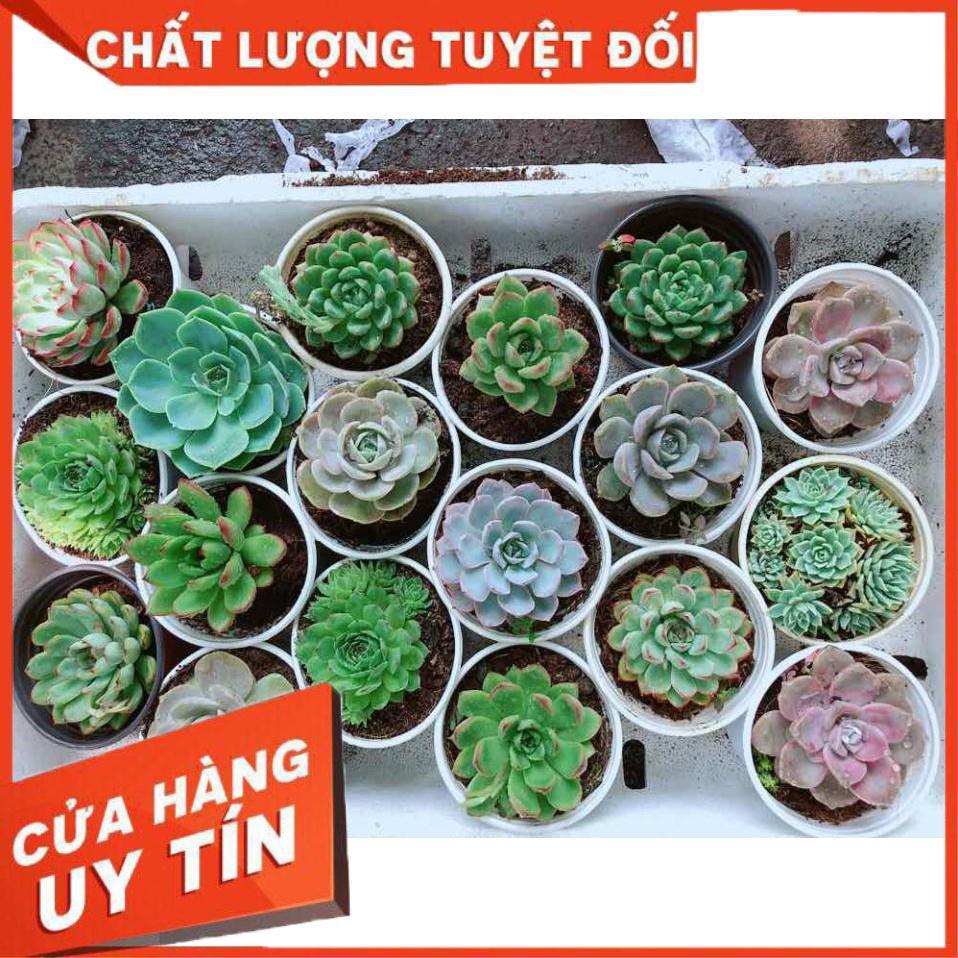 Sen đá lớn Nhiều Người Mua