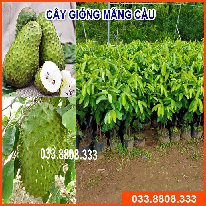 CÂY GIỐNG MÃNG CẦU CHẤT LƯỢNG CAO