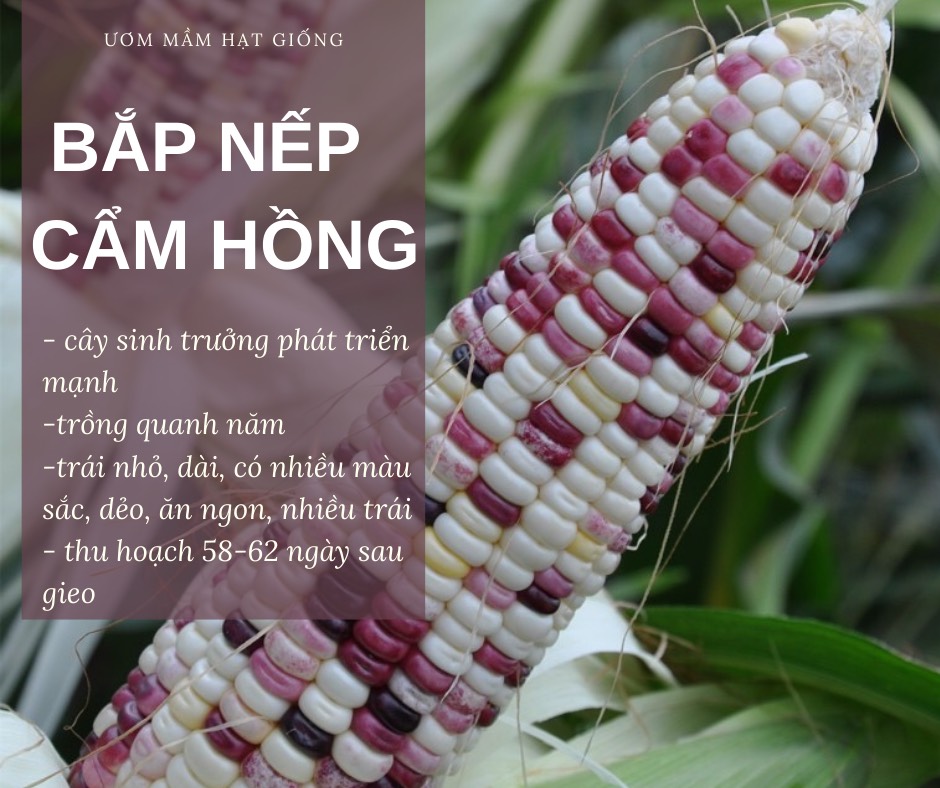 Hạt giống Bắp nếp dẻo Cẩm hồng