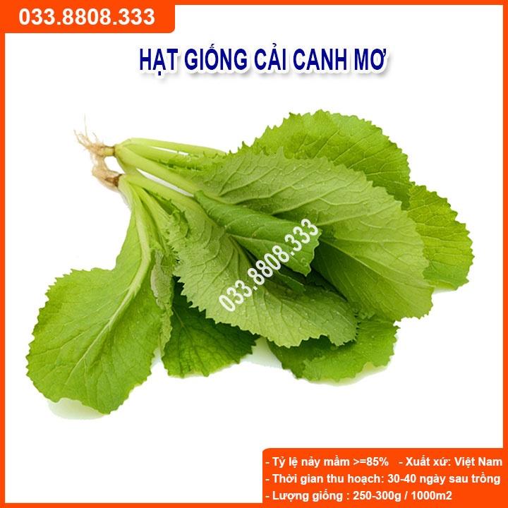 Hạt Giống Cải Canh Mơ Hà Nội 100 Hạt ( Túi Zip) - Siêu Sale