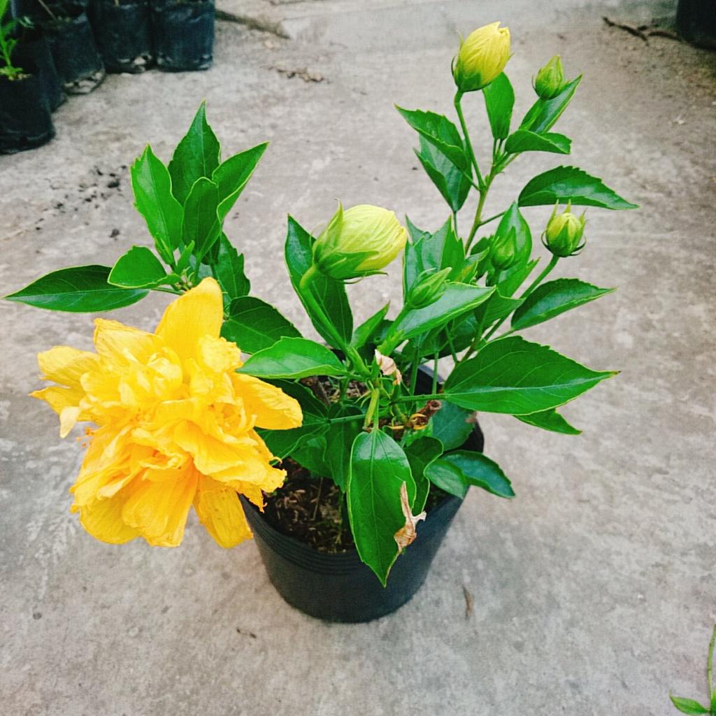 Cây Hoa Dâm Bụt cánh kép  - cây cảnh trong nhà + tặng phân bón cho cây mau lớn