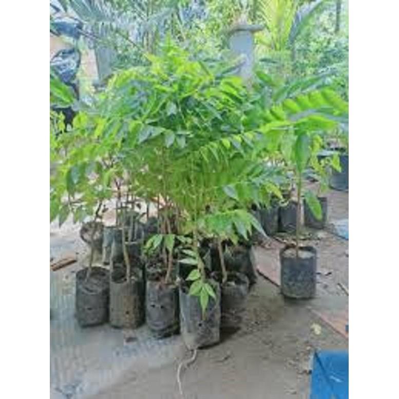 Cây SƯA ĐỎ giống - Cây giống giá trị kinh tế cao