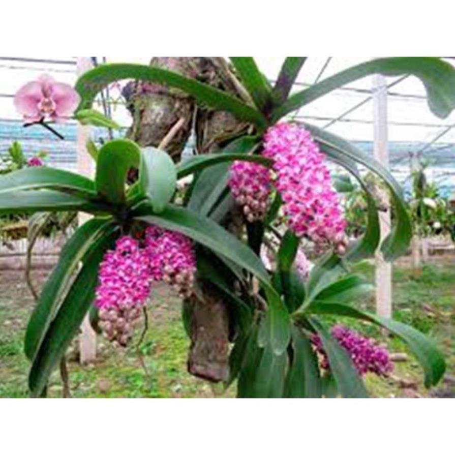 Sản Phẩm Hoa lan đai châu trắng đài loan
