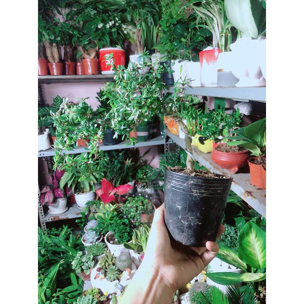 Combo 2 linh sam nhỏ+1 linh sam lớn