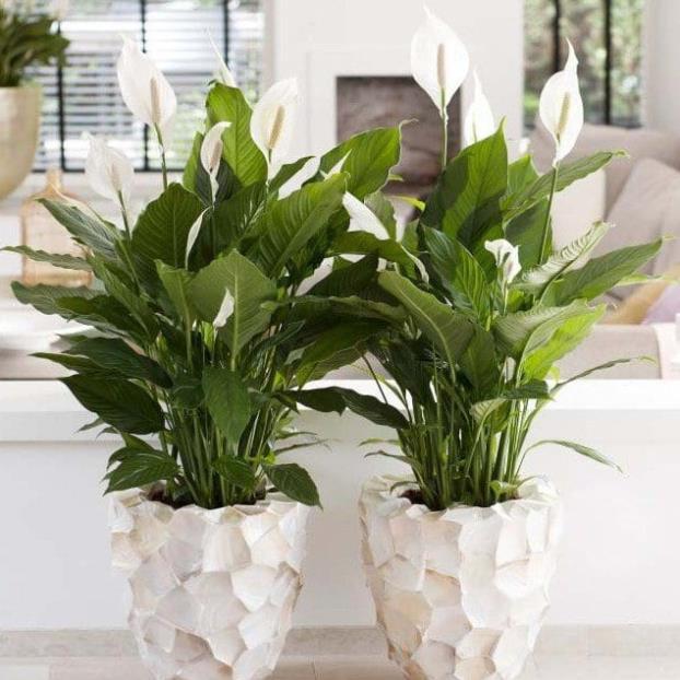 CHẬU HOA LAN Ý SIÊU ĐẸP,VƯỢNG PHONG THỦY, THANH LỌC KHÔNG KHÍ + Tặng 01 cây dâu da đất