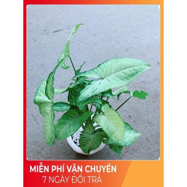 Chậu Trầu Bà Trắng