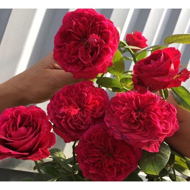 Hoa hồng Ngoại Rouge Royal Siêu Thơm - cây giống ươm bầu ổn định
