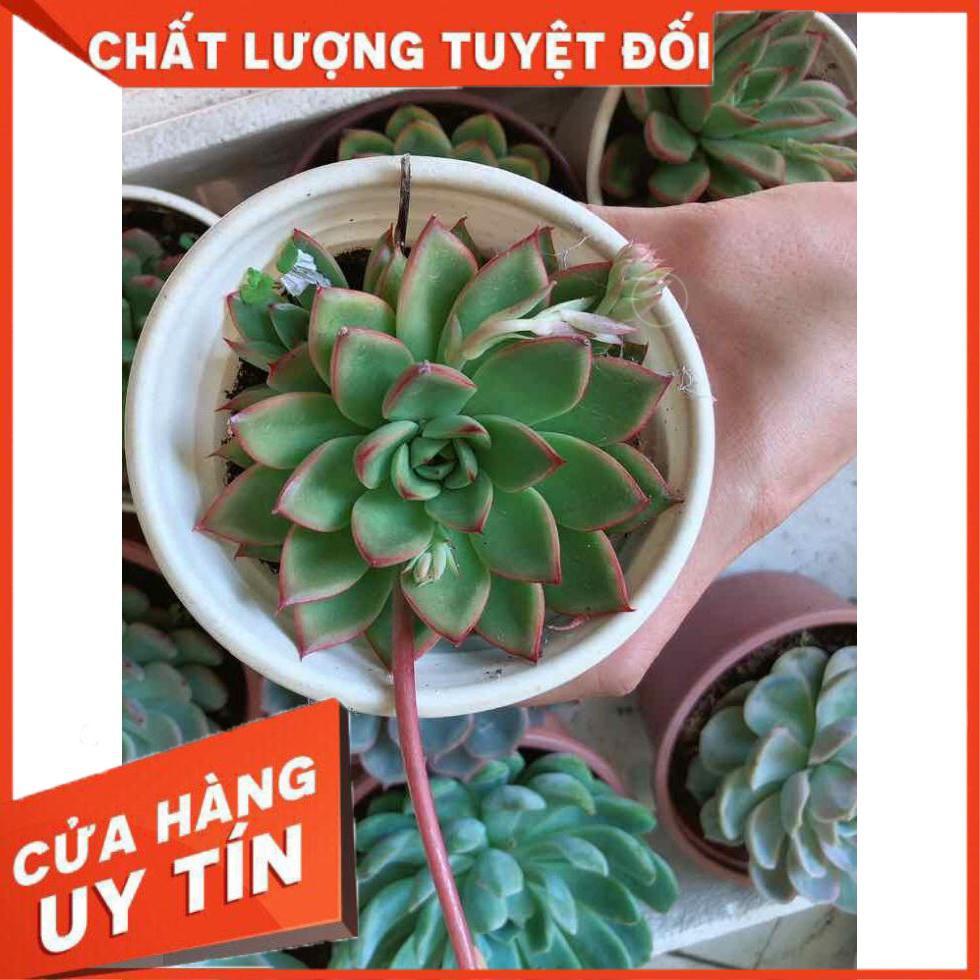 Sen đá viền lửa kèm chậu sứ trắng Nhiều Người Mua