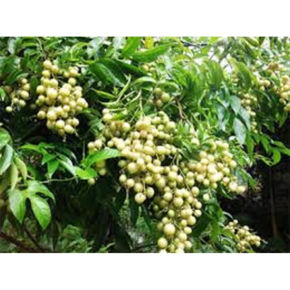 COMBO 2 CÂY GIỐNG MÓC MẬT - CÂY LÀM GIA VỊ CỦA VÙNG NÚI