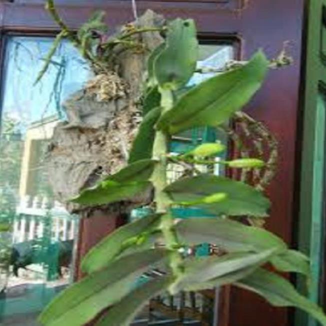 Hoa lan - trầm vàng