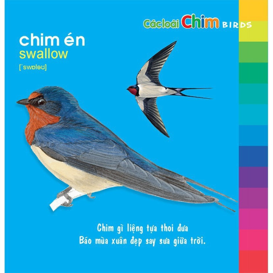 Bé khám phá Môi Trường Xung Quang - Các loài chim