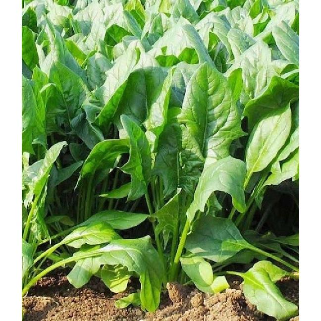 Hạt giống rau cải bó xôi chịu nhiệt F1 - 1 gói 10gram
