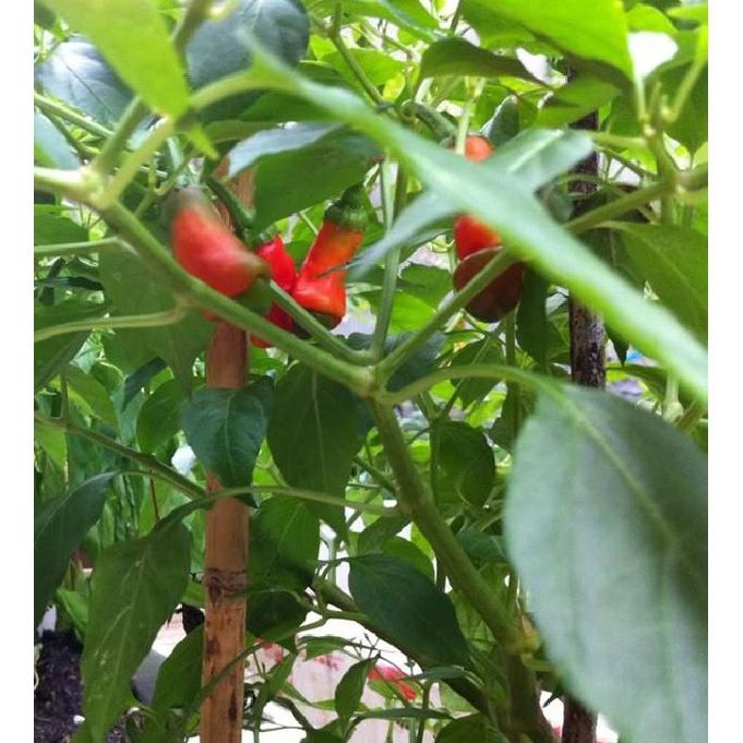 Hạt giống Ớt Peter, ớt Cu Tý -gói 10 hạt/tặng kèm gói phân bón lót