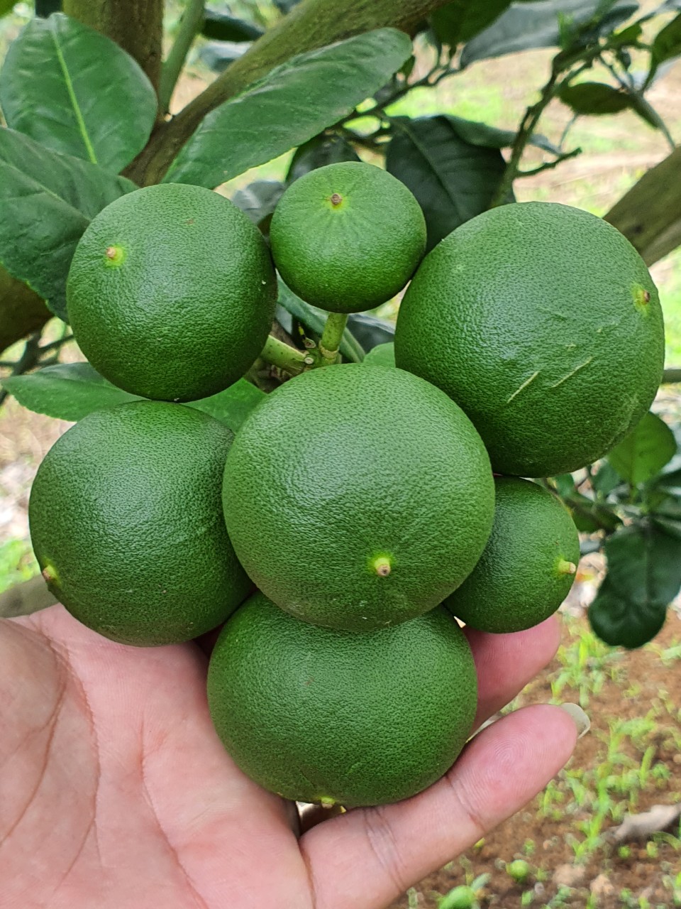 Phân bón dưỡng trái Nông Tâm 09 giúp trái lớn nhanh đều, tăng năng suất trái, tăng đề kháng, ngừa sâu bệnh, gói 1000gr