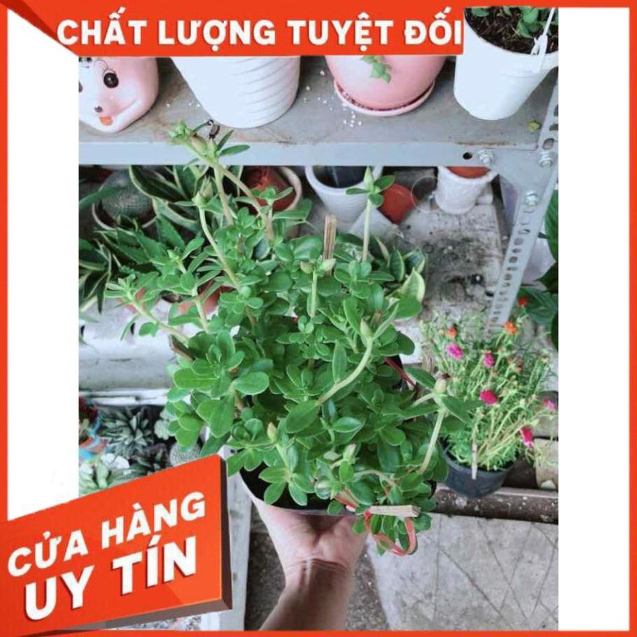 Cây hoa sam Nhiều Người Mua