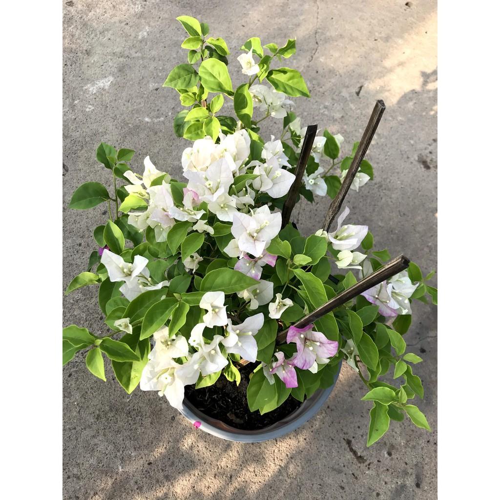Chậu hoa giấy màu trắng