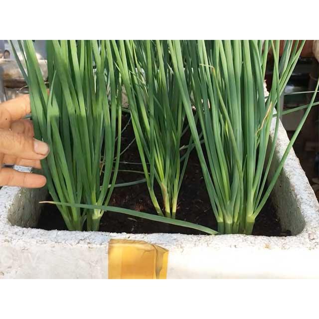 COMBO 3 loại Hạt giống rau gia vị CHỈ 20K