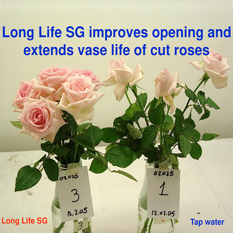 Bột Dưỡng Hoa Hồng Lâu Tàn giúp hoa luôn tươi mới, cánh hoa hồng cứng cáp gấp 2 lần và trong 14 ngày không thối nước hay cắt tỉa gốc hoa