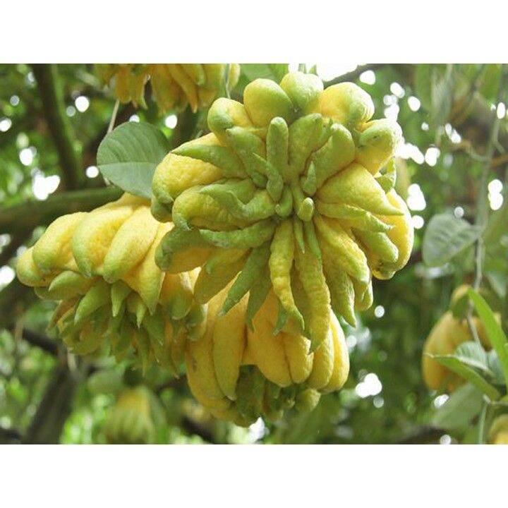 CÂY GIỐNG PHẬT THỦ SIÊU TRÁI