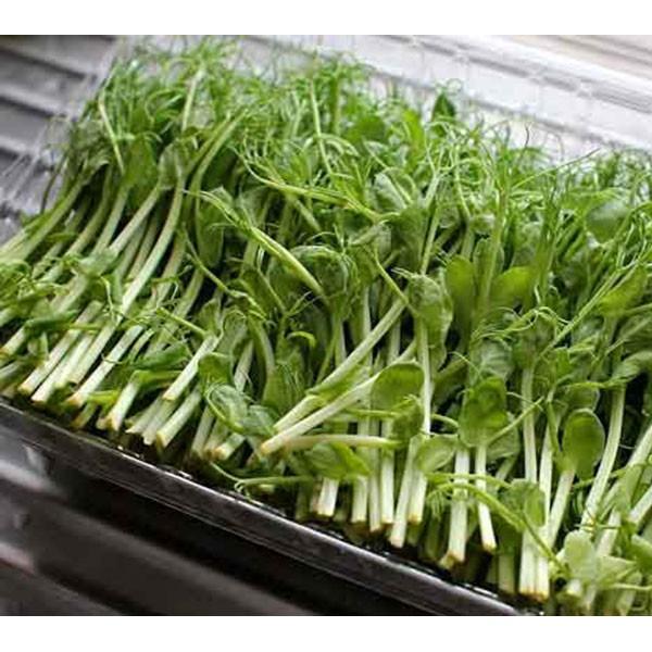 Hạt giống Rau Mầm Đậu Hà Lan