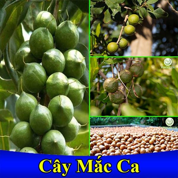 Cây macca giống ,Cây mắc ca giống
