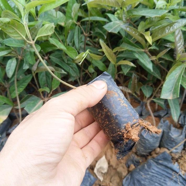 Cây Giống Ba Kích Tím Bổ Thận, Tráng Dương