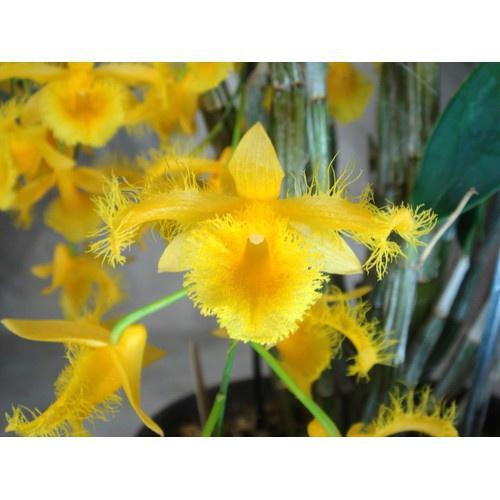 1 bảng KIỀU MÔI TUA hàng rừng thuần chậu siêu to, hoa siêu đẹp