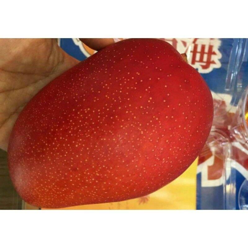 CÂY GIỐNG XOÀI ĐỎ Nhật BẢN TRỒNG CHẬU