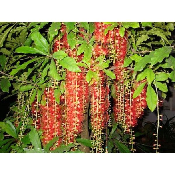 Cây lộc vừng giống - cây giống